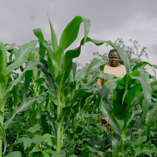 HOW FADHILI TRUST HAS BOOSTED YIELDS THROUGH CONSERVATION AGRICULTURE IN KIBWEZI WEST