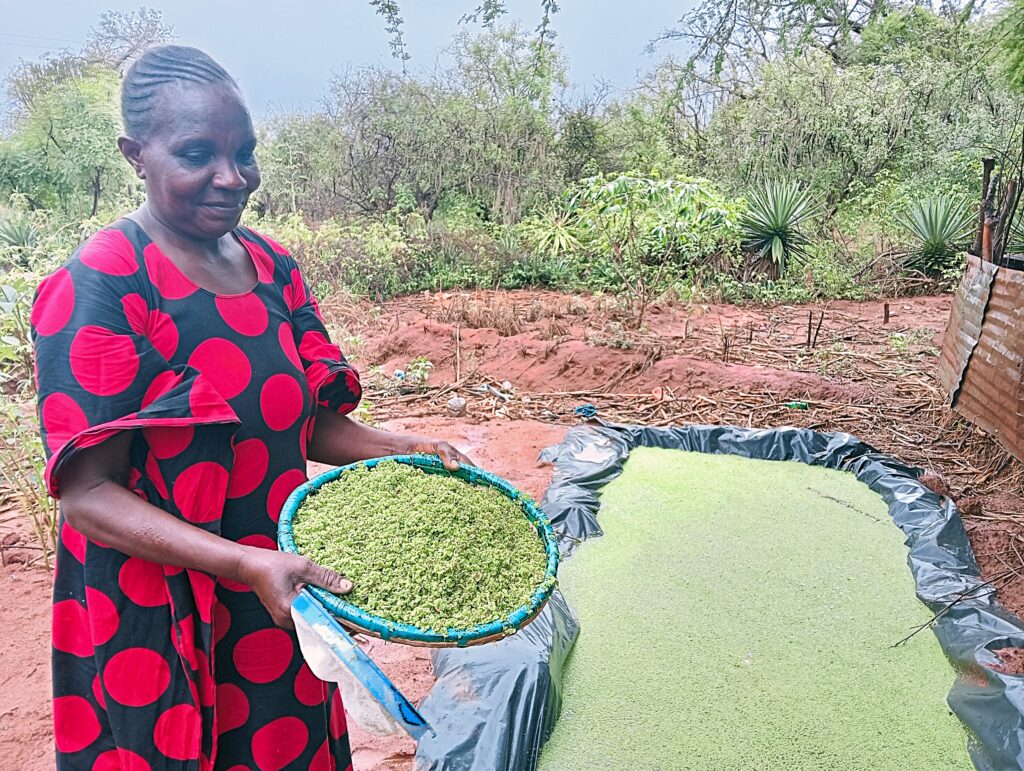 THE PROFIT POWER OF THE GREEN GOLD– AZOLLA PRODUCTION IN  MAKUENI COUNTY