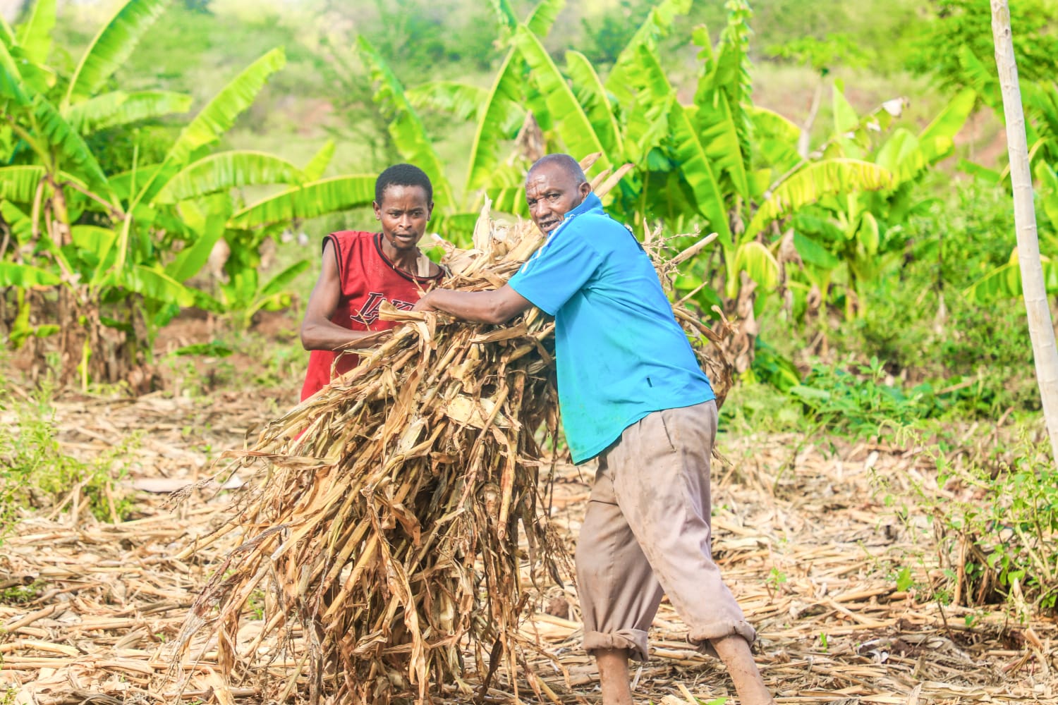 SAMUEL MUTHOKA: CULTIVATING SUCCESS WITH MULCHING IN KAVETE VILLAGE OF MAKUENI COUNTY